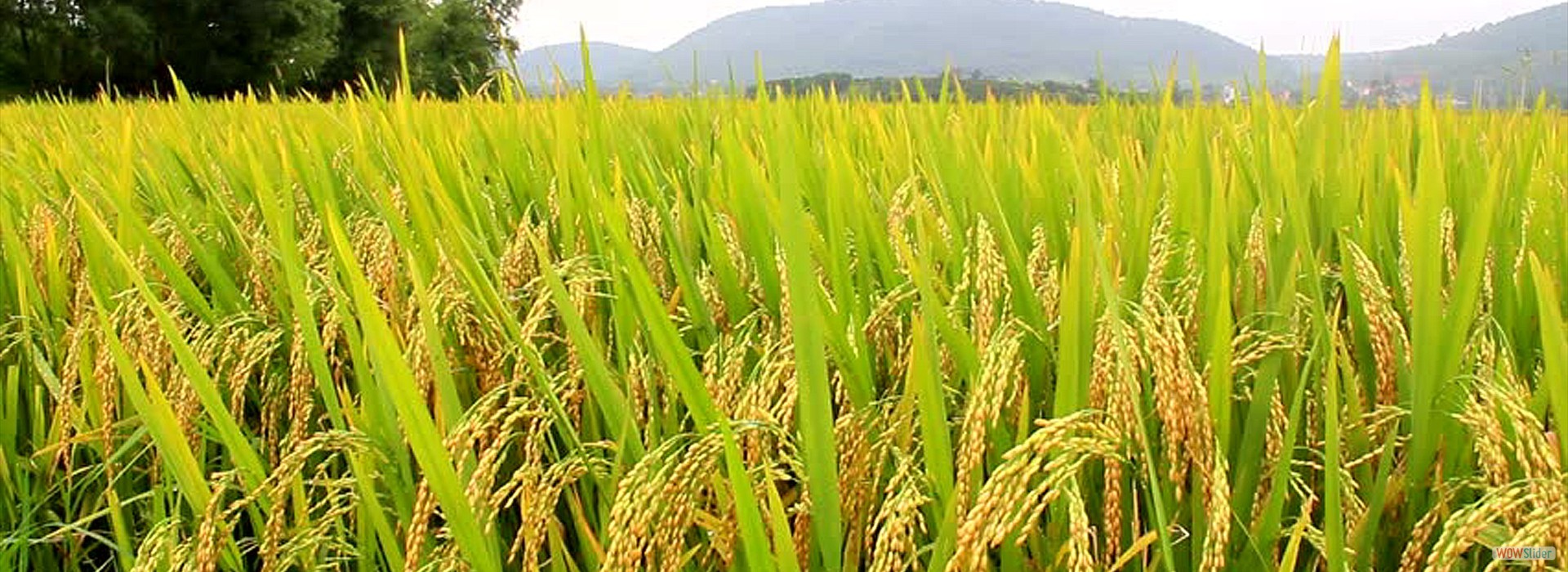 we are leading in market leading